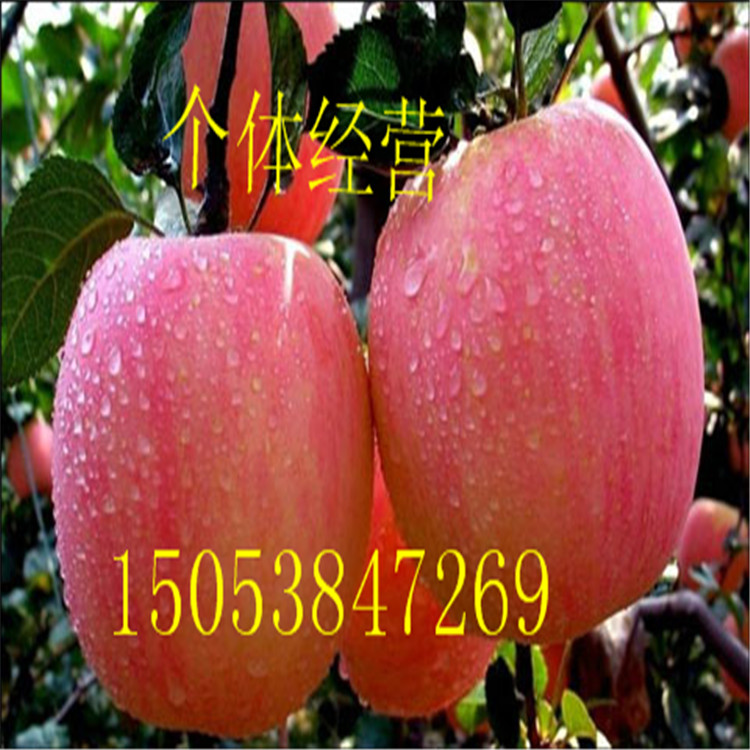 蘋果苗 山東1公分2公分3公分蘋果樹苗價(jià)格 3公分蘋果樹產(chǎn)地