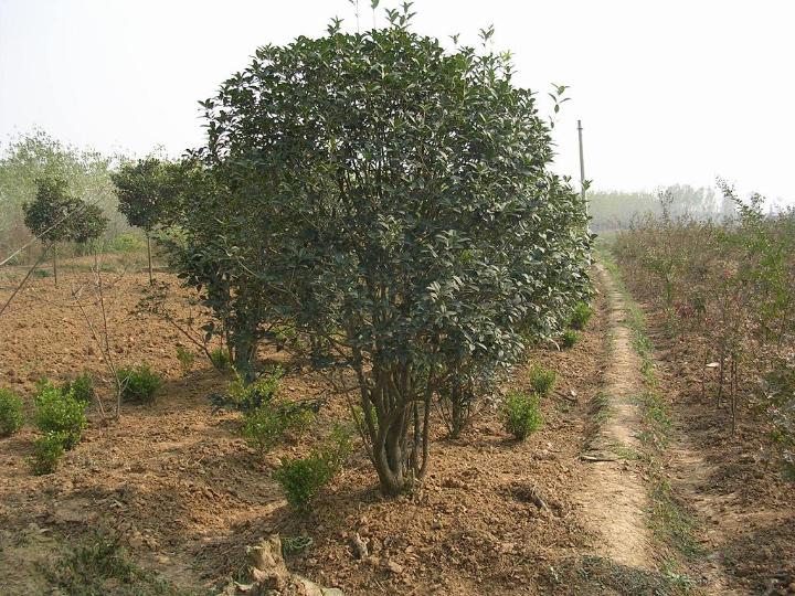 茶花道林苗木、湖南茶花、茶花種植技術(shù)
