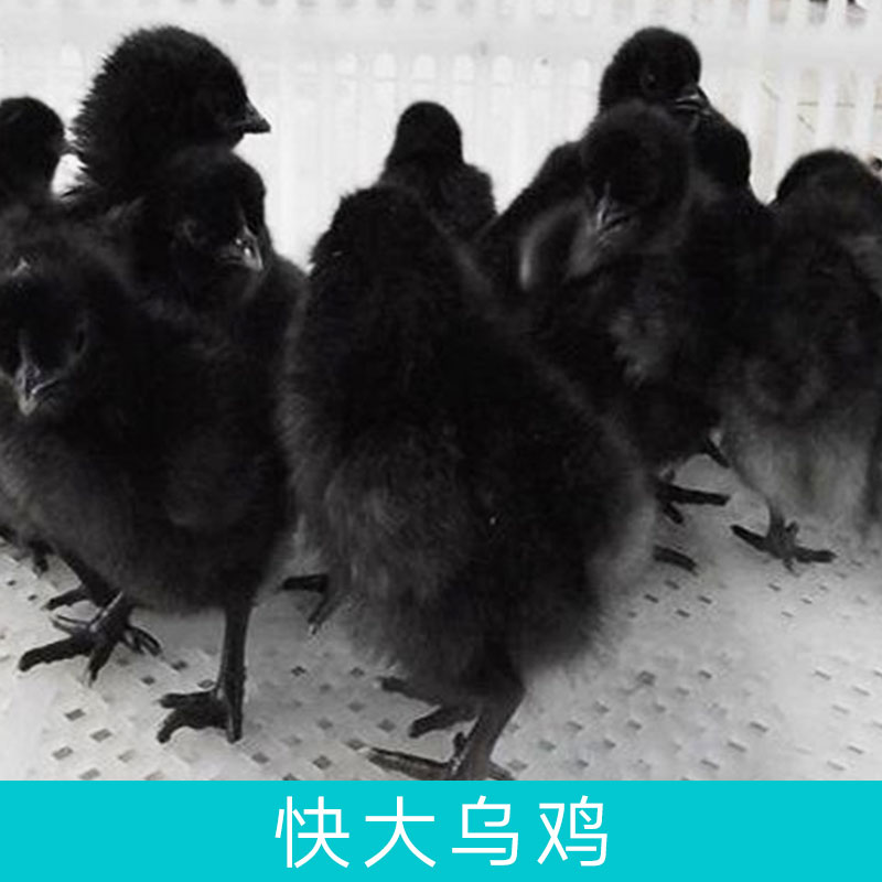 基地直銷黑羽烏雞苗快大烏雞苗成活率高全國包郵包路損