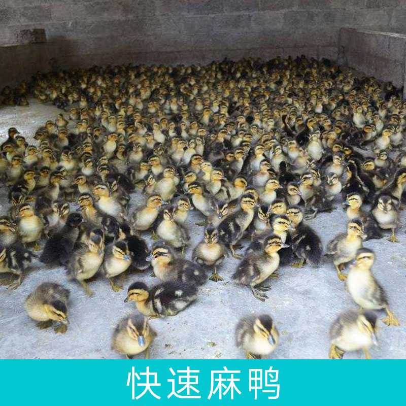 廠家直銷快速麻鴨苗湖南麻鴨苗成活率高提供養(yǎng)殖技術(shù)