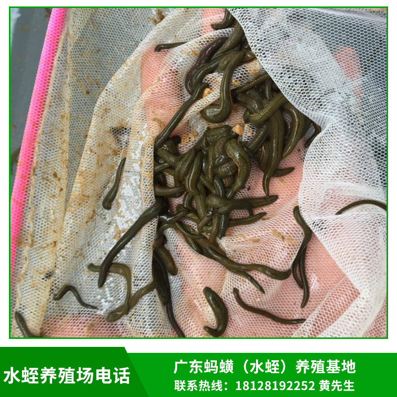 云南水蛭多少錢一斤|云南哪里有水蛭養(yǎng)殖場(chǎng)|云南哪里有水蛭賣