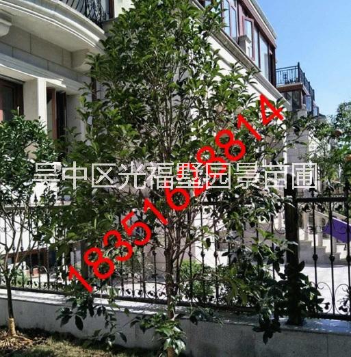 蘇州市花木批發(fā)市場、光福鎮(zhèn)苗木苗圃、庭院別墅果樹苗木、蘇州市造型樹