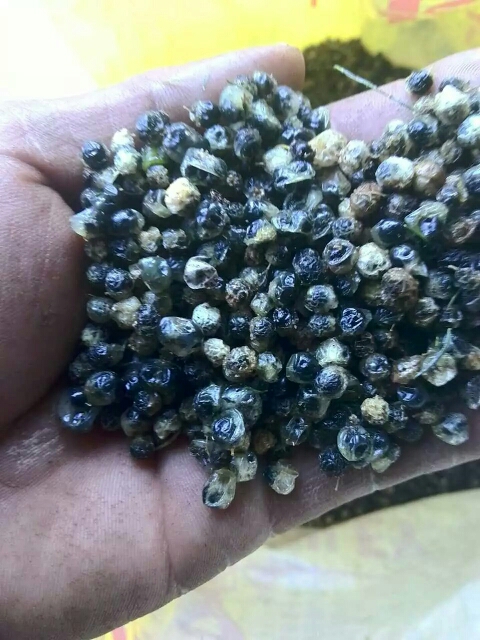 云南大天冬種子