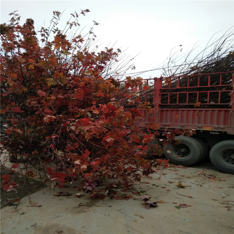 紅楓樹苗  山東5公分紅楓樹苗價格 泰安5公分6公分8公分紅楓樹