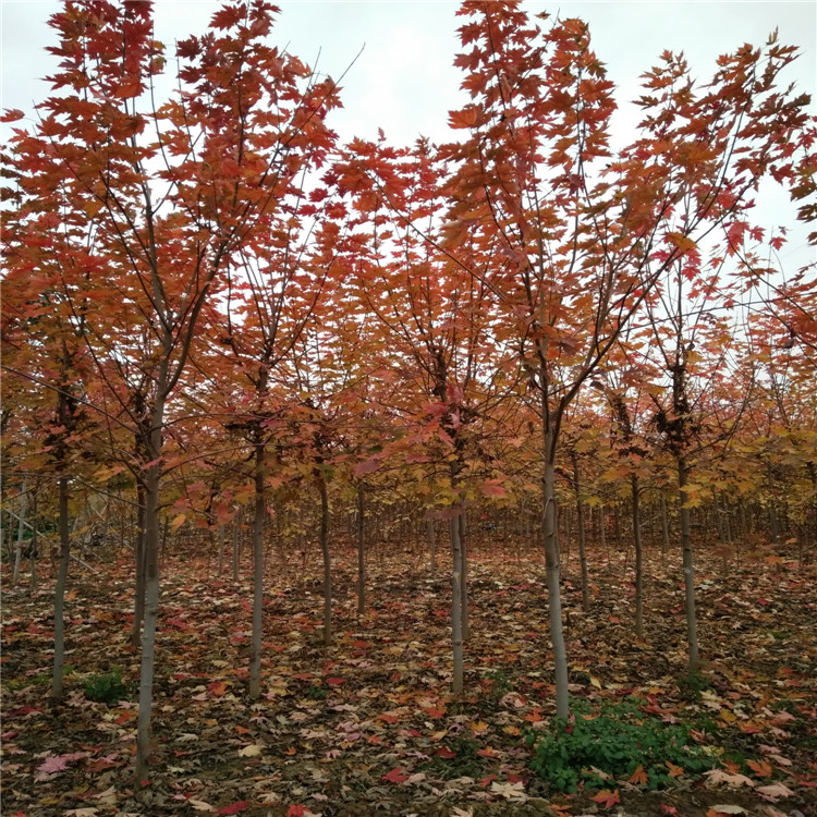 紅楓樹苗  山東5公分紅楓樹苗價格 泰安5公分6公分8公分紅楓樹