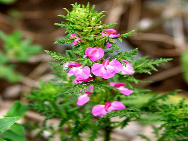 紅景天提取物紅景天甙