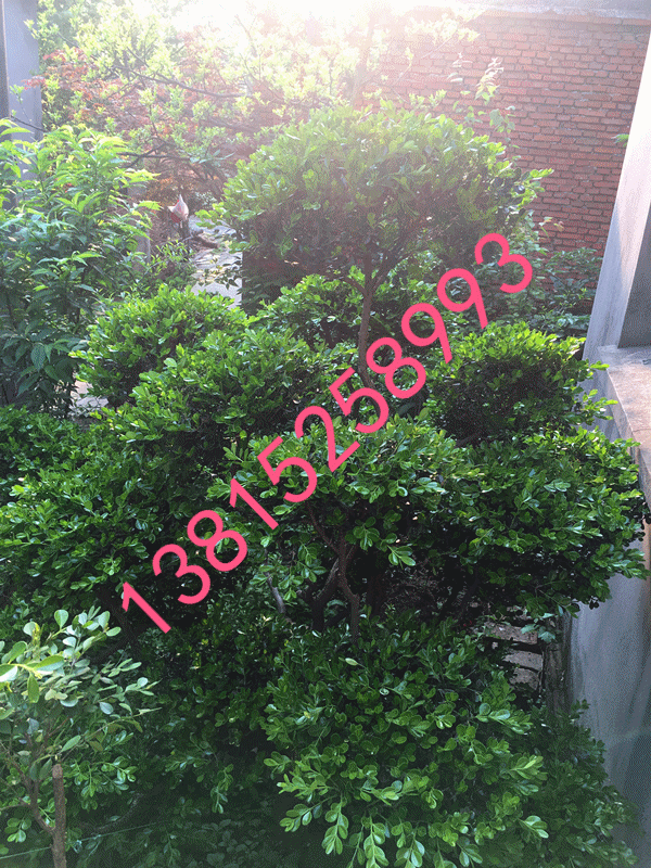 蘇州庭院綠化景觀工程、蘇州別墅綠化、庭院別墅苗木、蘇州私家花園景觀,蘇州綠化苗木