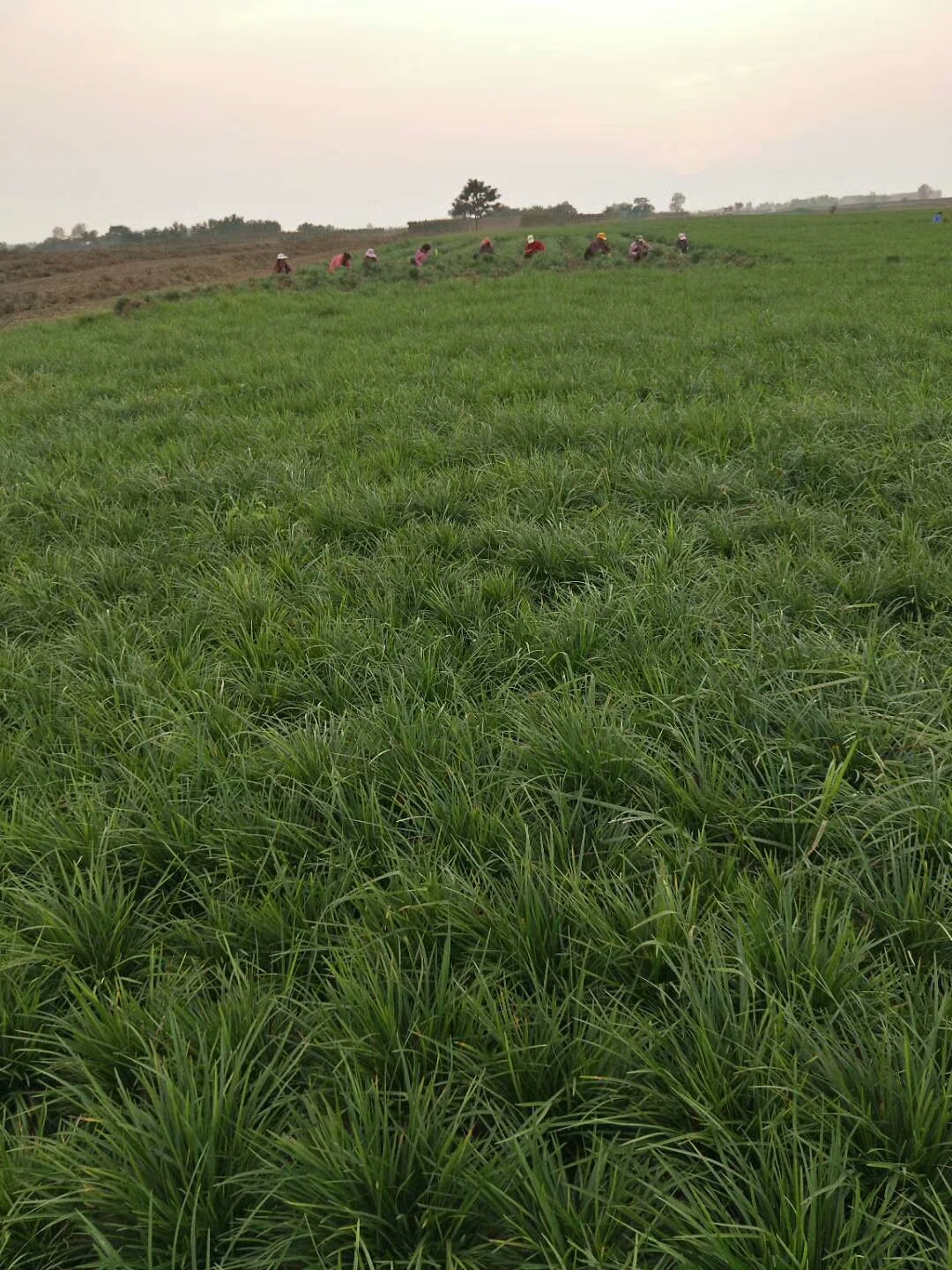 襄陽麥冬草 璐航之家