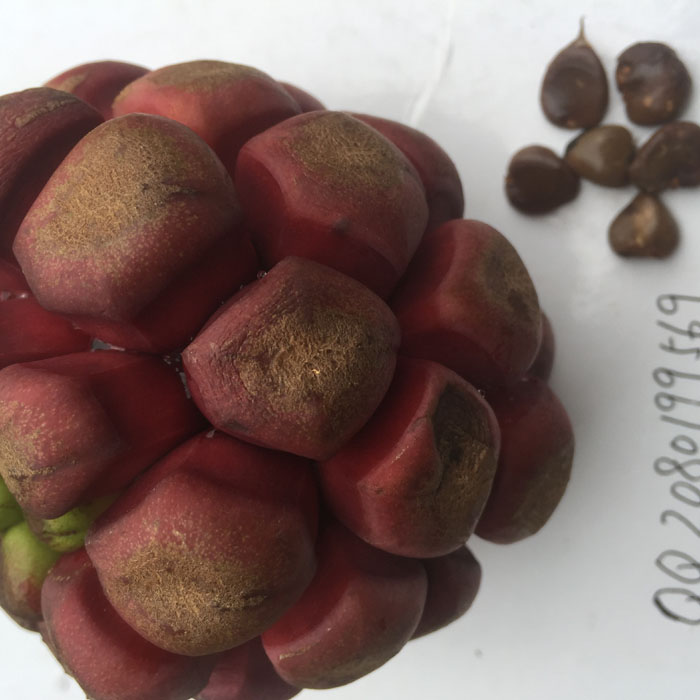 布福娜種子 黑老虎種子 冷飯團(tuán)