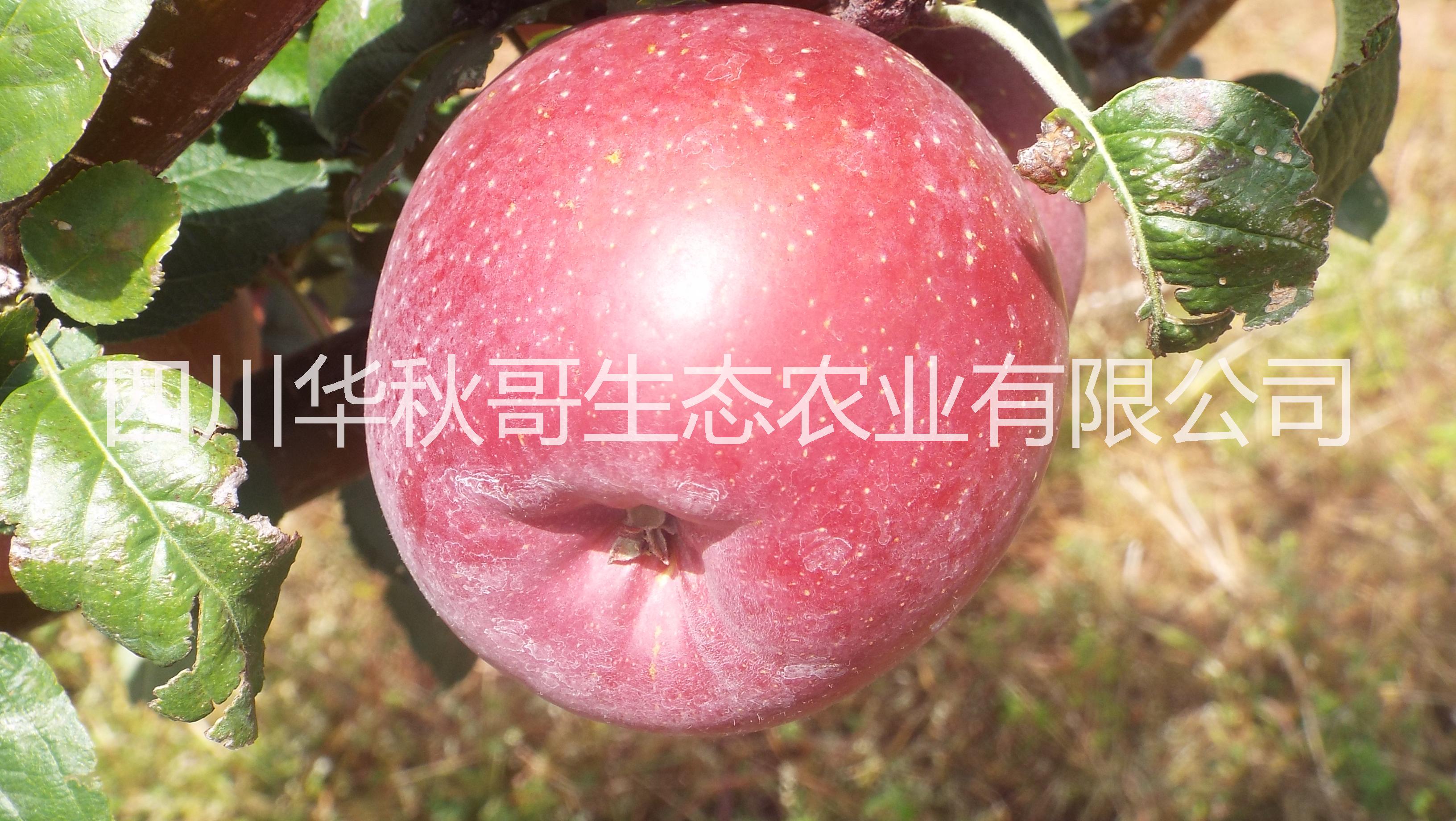 鹽源糖心蘋果 鹽源糖心蘋果紅富士丑蘋果*蘋果