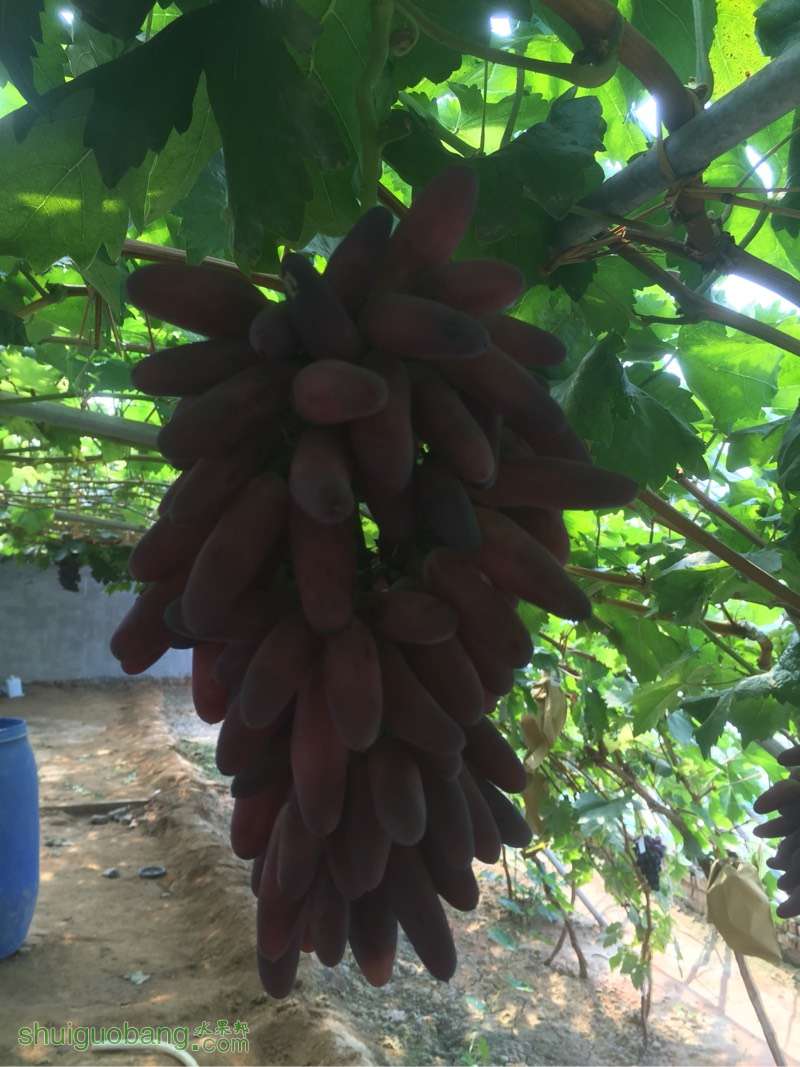 供應(yīng)占地苗廠家哪家好 遼寧占地苗廠電話  遼寧供應(yīng)占地苗批發(fā)價(jià)格