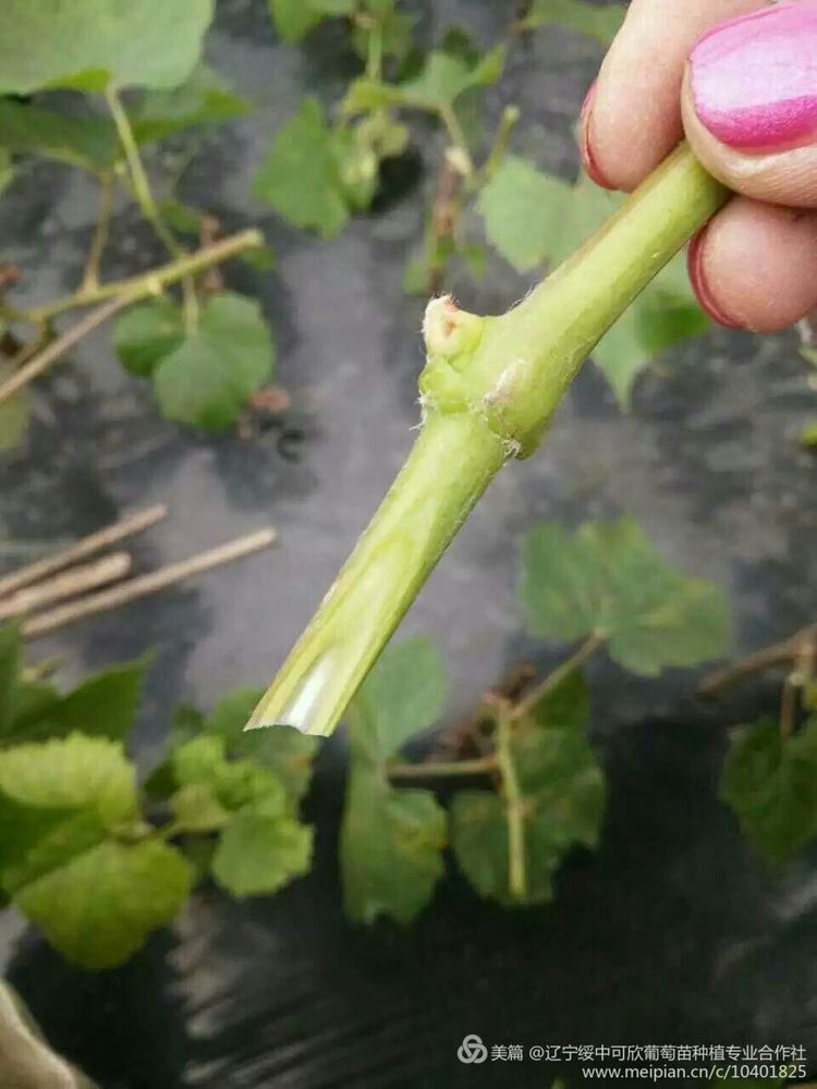 供應(yīng)遼寧果樹苗  遼寧果樹苗哪家好  遼寧果樹苗價(jià)格