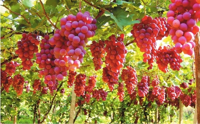 葡萄苗 葡萄直銷廠家 葡萄供應(yīng)商 玉波一號 遼寧玉波一號供應(yīng)商