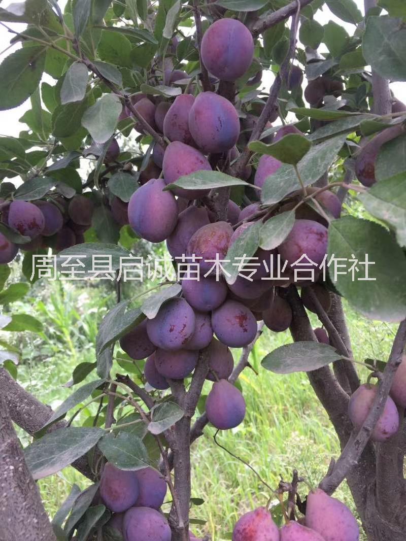 啟誠(chéng)苗木西梅苗批發(fā)供應(yīng)西梅苗價(jià)格