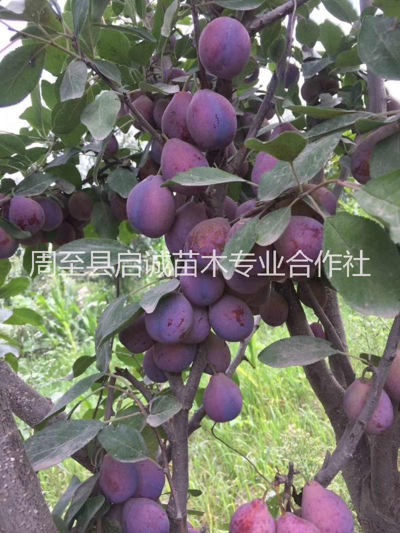 啟誠(chéng)苗木西梅苗批發(fā)供應(yīng)西梅苗價(jià)格