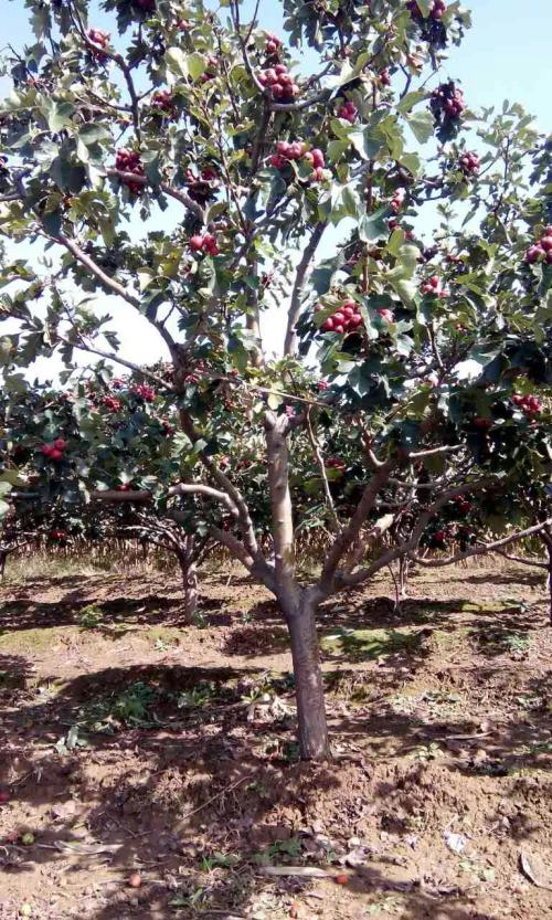 5公分紫葉李5公分紫葉李價格5公分紫葉李基地