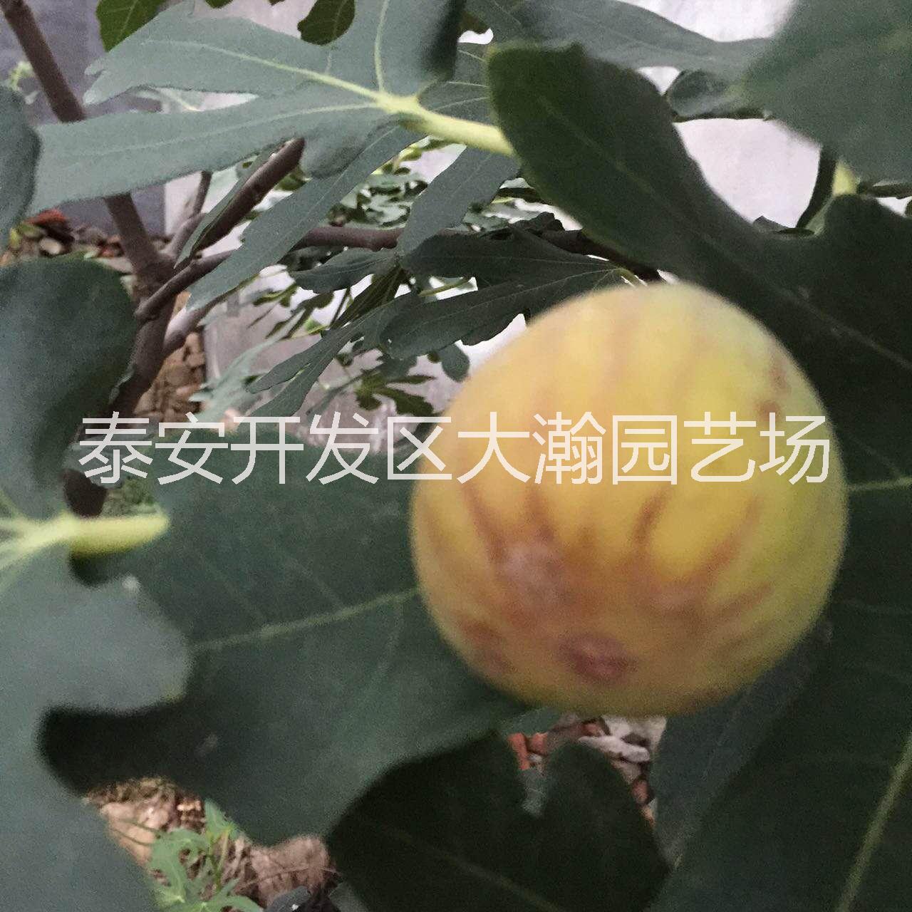 供應(yīng)山東大青皮無花果苗批發(fā) 無花果苗報(bào)價(jià) 大青皮無花果苗供應(yīng)商