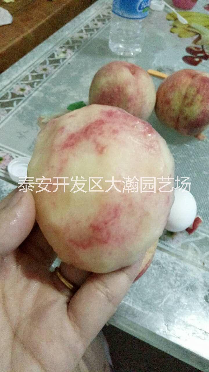 供應(yīng)山東桃樹苗批發(fā)價格@山東桃樹苗哪家好@山東桃樹苗供應(yīng)商