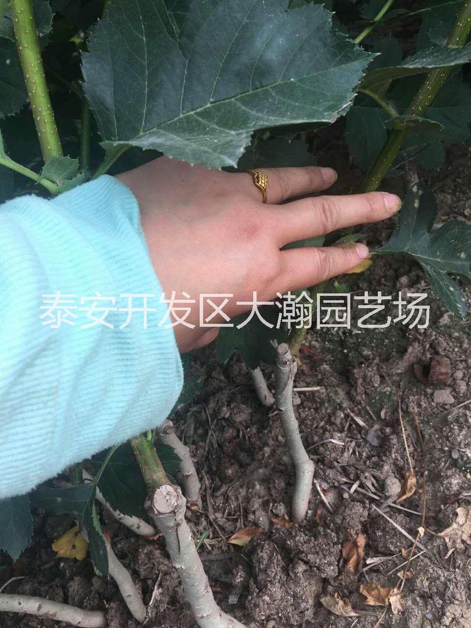 供應(yīng)山東山楂樹苗批發(fā) 甜紅子山楂 大金星山楂價(jià)格