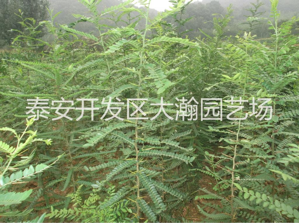 供應山東皂角樹苗價格、山東皂角樹苗批發(fā)、山東皂角樹苗廠家