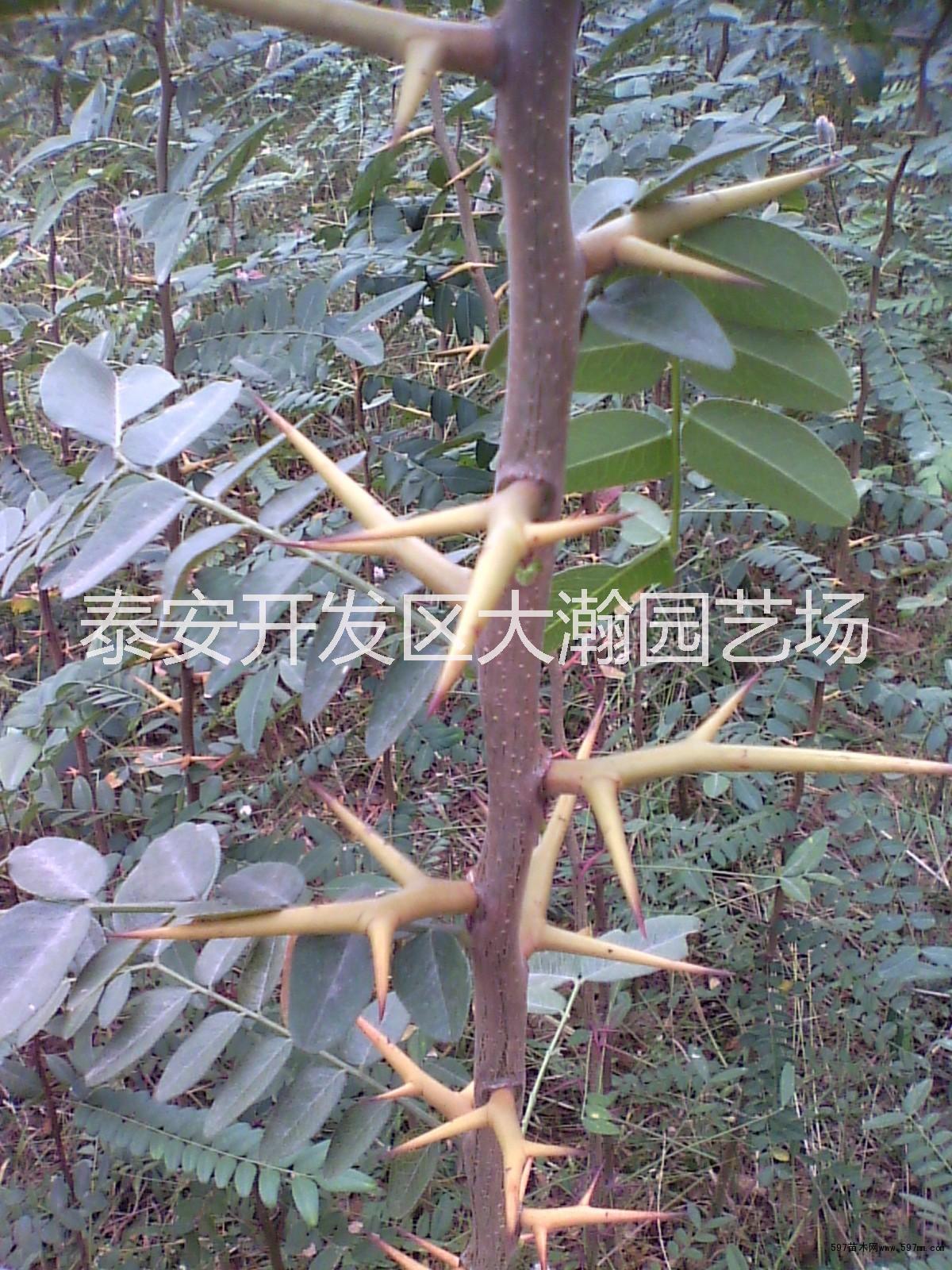 供應山東皂角樹苗價格、山東皂角樹苗批發(fā)、山東皂角樹苗廠家