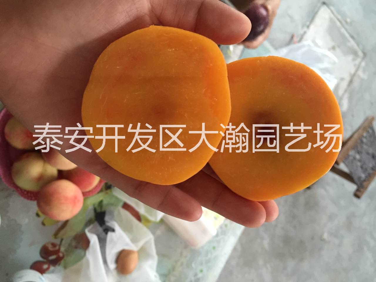 供應(yīng)山東桃樹苗批發(fā)價格@山東桃樹苗哪家好@山東桃樹苗供應(yīng)商