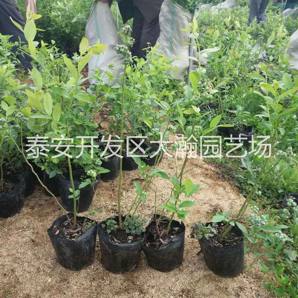 藍莓樹苗批發(fā)，買藍莓找山東大瀚