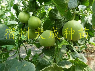 甜瓜嫁接苗、嫁接甜瓜苗