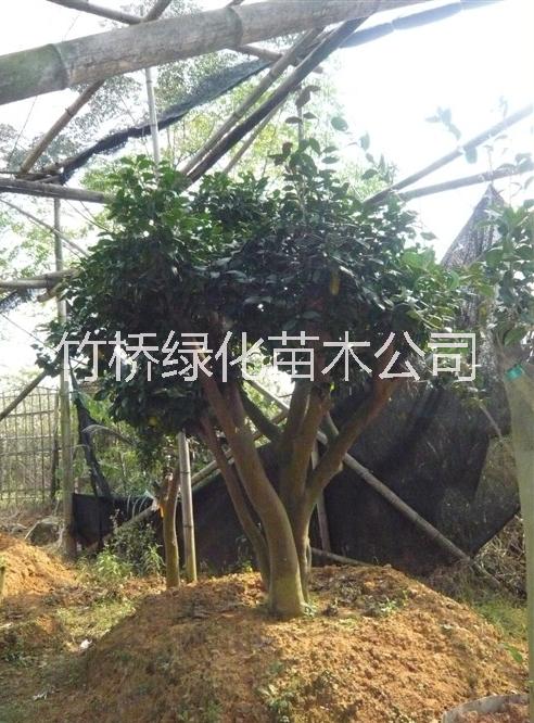 景觀茶花樹 10年的茶花樹價格 廣西茶花古樹 茶花樹圖片