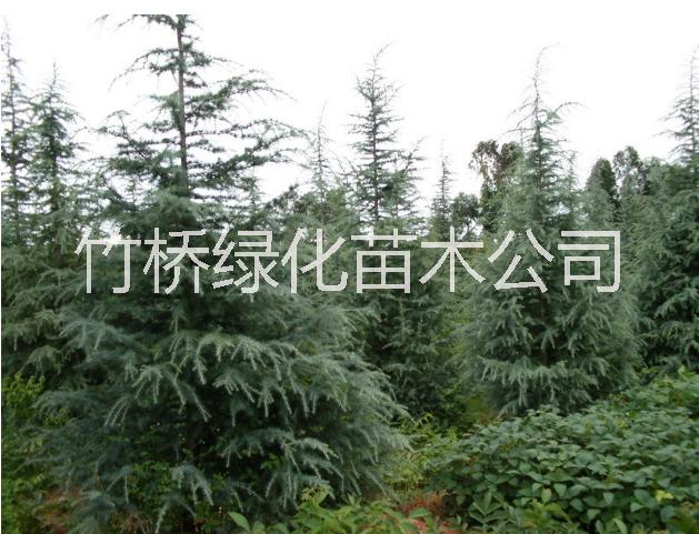 25公分羅漢松  15一20直徑羅漢松價(jià)格 廣西羅漢松基地