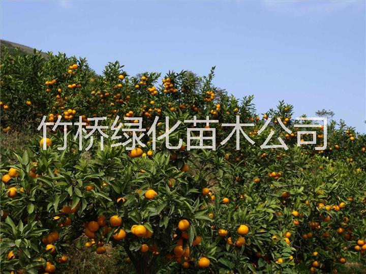 廣西金桔樹(shù) 金桔大小苗批發(fā) 廣西脆蜜金桔苗 桂林新品種柑橘苗