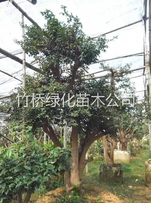 景觀茶花樹 10年的茶花樹價格 廣西茶花古樹 茶花樹圖片