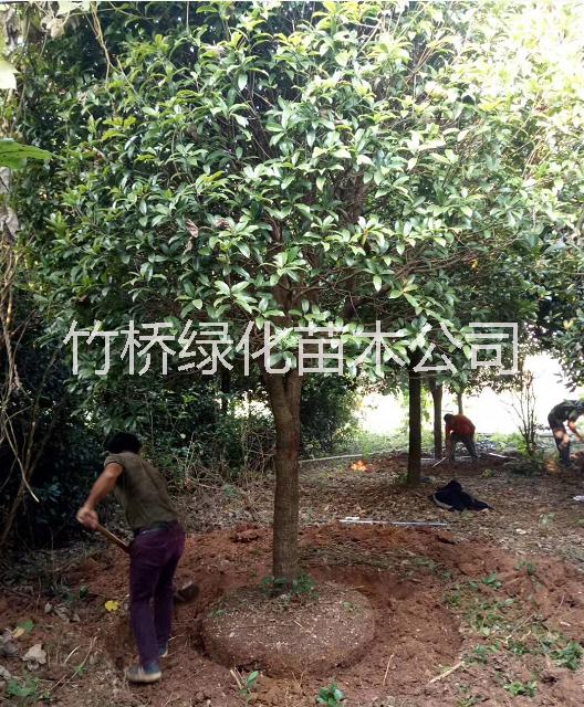 廣西桂花樹 廣西高分支桂花樹 78公分桂花樹價格