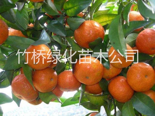 廣西沙糖桔苗價格 新品種砂糖橘苗 高產(chǎn)砂糖橘苗