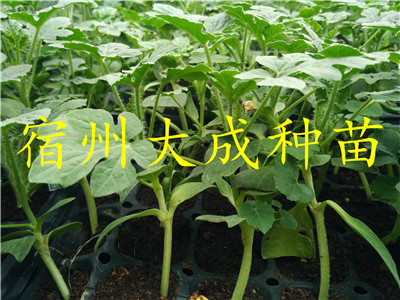 西農(nóng)八號西瓜苗-西農(nóng)八號西瓜嫁接苗-西農(nóng)八號嫁接西瓜苗