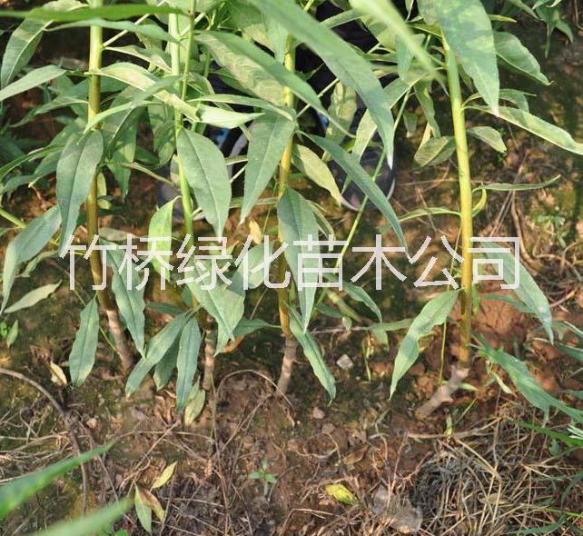 廣西桃苗 桃樹苗出售 新品種桃樹苗 廣西早熟桃苗批發(fā)