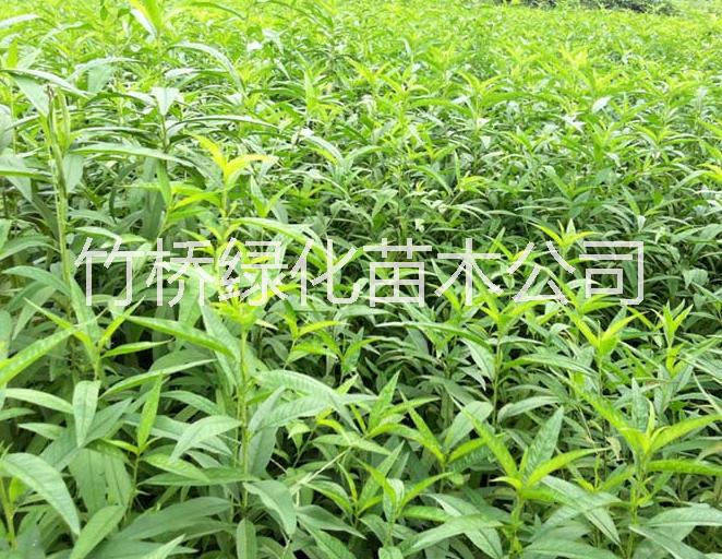 廣西桃苗 桃樹苗出售 新品種桃樹苗 廣西早熟桃苗批發(fā)