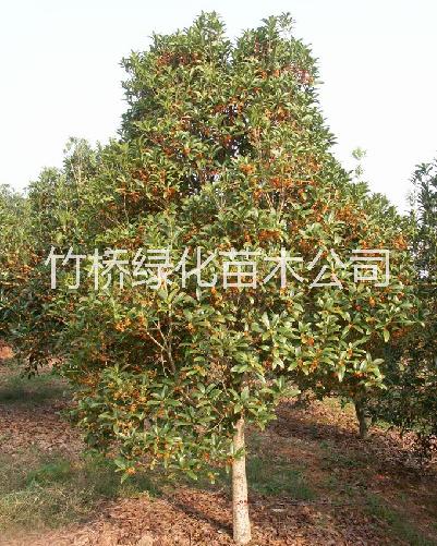 桂林哪里有丹桂小苗 桂*桂小苗批發(fā) 丹桂苗行情