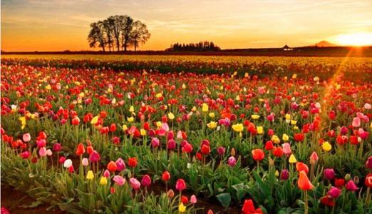 肯尼亞鮮花報(bào)關(guān)公司