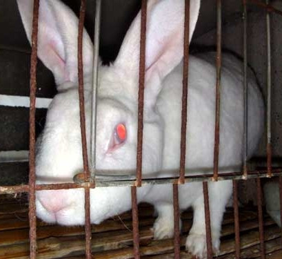 飼料級(jí)石膏粉 飼料*硫酸鈣