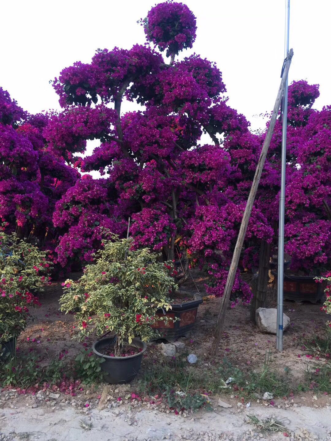 海南三角梅產(chǎn)品供應，海南三角梅采購，海南三角梅苗木，海南紫花三角梅造型