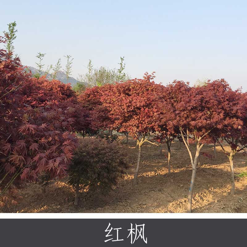 紅楓 夏綠落葉喬木 園林景區(qū)城市等綠化工程用觀賞植物 紅楓樹直銷