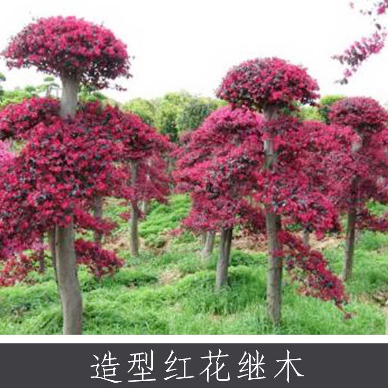 造型紅花繼木 中國特色花卉之一 園林行道觀賞常綠灌木紅花繼木