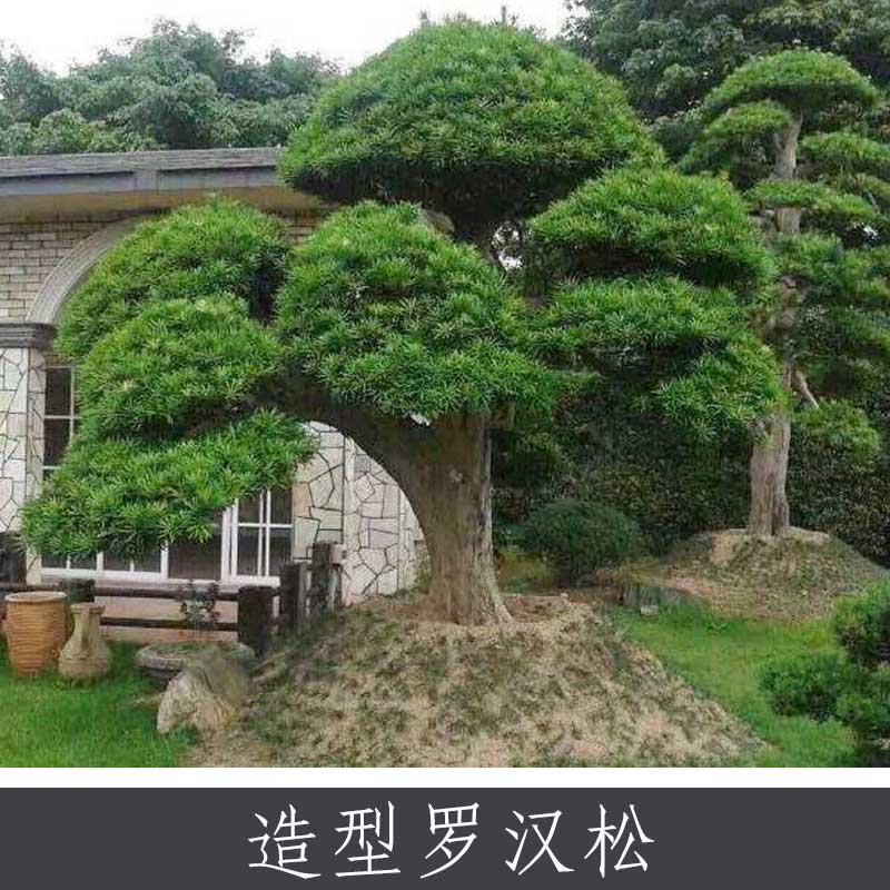 浙江各種苗木種植場(chǎng)，浙江羅漢松苗木批發(fā)場(chǎng)，浙江羅漢松種植加工