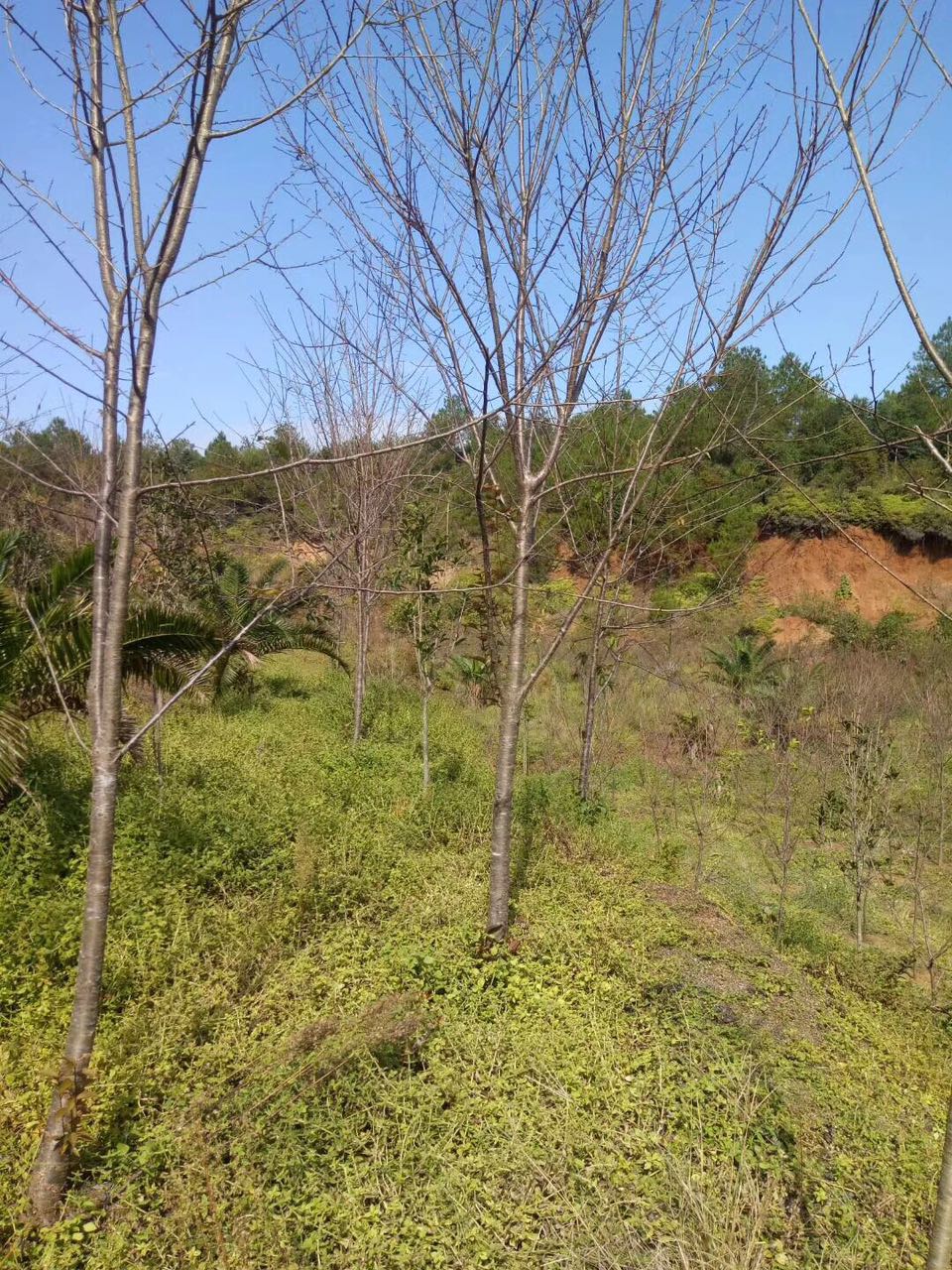 福建漳州山櫻花，福建漳州山櫻花量大從優(yōu)，福建漳州山櫻花自產(chǎn)自銷，福建漳州山櫻花批發(fā)報(bào)價(jià)
