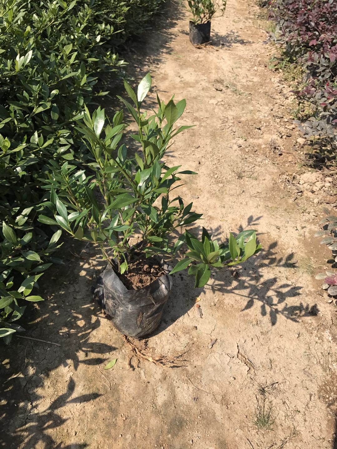 河南小葉梔子花批發(fā)，主營河南小葉梔子花，河南小葉梔子花采購，河南小葉梔子花苗木