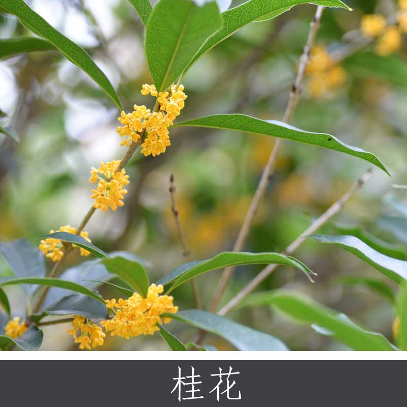桂花 優(yōu)質(zhì)桂花小喬木灌木 傳統(tǒng)名花植物 多種規(guī)格花茶樹 歡迎致電