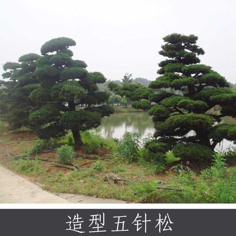 造型五針?biāo)?優(yōu)質(zhì)藥用植物批發(fā) 常綠針葉喬木盆景盆栽 基地實(shí)惠價(jià)