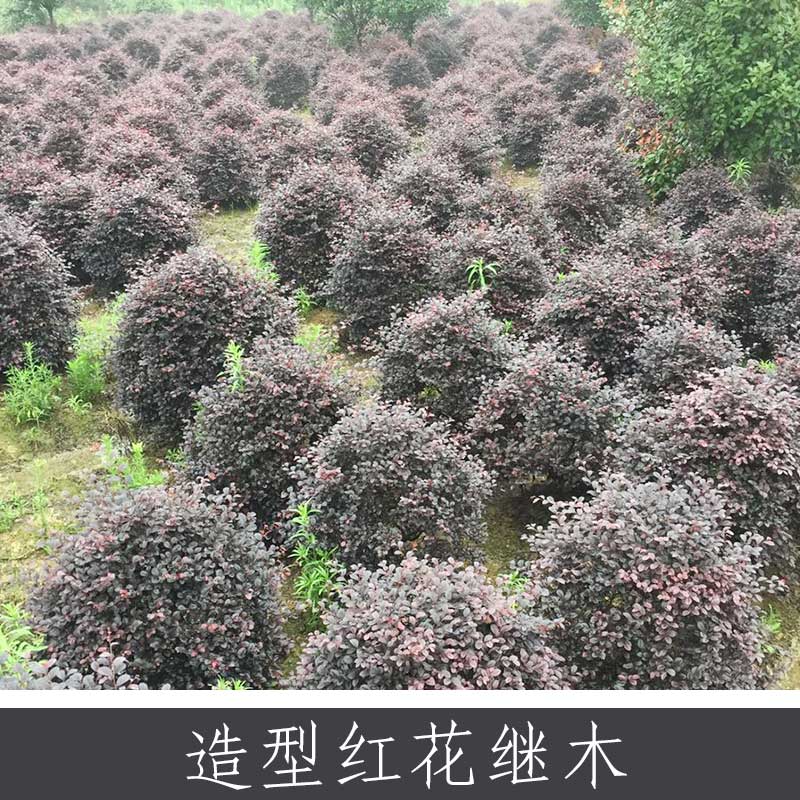 造型紅花繼木 中國特色花卉之一 園林行道觀賞常綠灌木紅花繼木