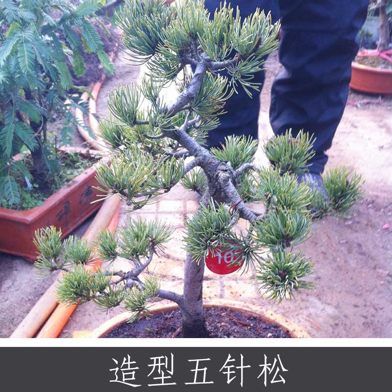 造型五針?biāo)?優(yōu)質(zhì)藥用植物批發(fā) 常綠針葉喬木盆景盆栽 基地實(shí)惠價(jià)